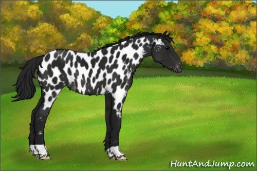 Horse Color:Gray Black Appaloosa 