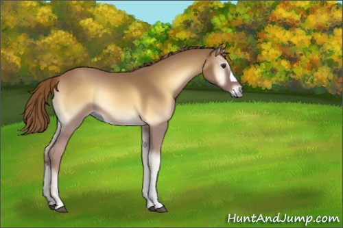 Horse Color:Red Onyx Rabicano 