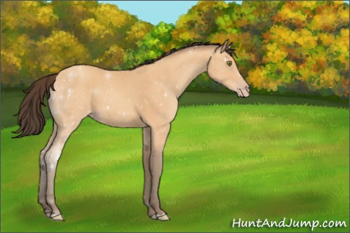 Horse Color:Amber Champagne 