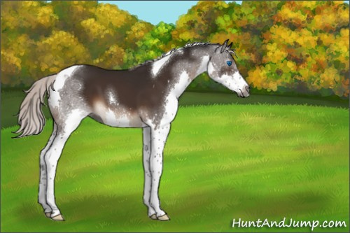 Horse Color:Gray Silver Brown Splash Tobiano 