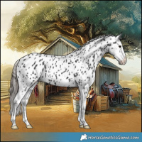 Horse Color:Black Appaloosa 