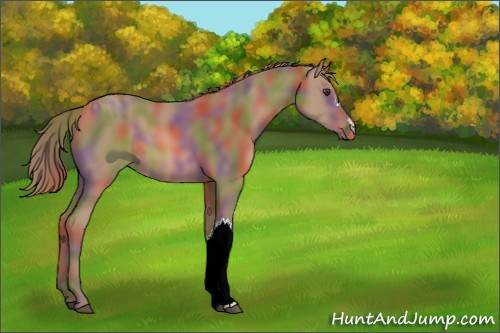 Horse Color:ERROR: UNKNOWN ANOMALY