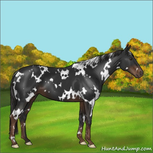 Horse Color:White Spotted Liver Chestnut 
