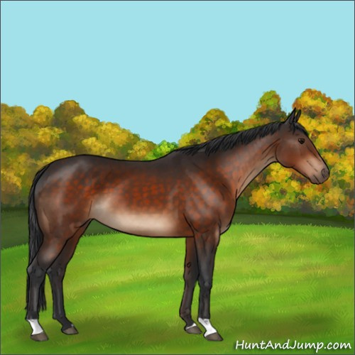 Horse Color:Brown 