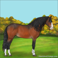 Horse Color:Bay Splash 