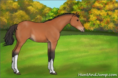 Horse Color:Bay 