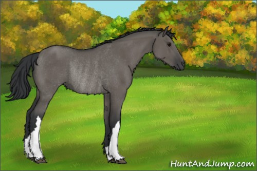 Horse Color:Grullo Rabicano 