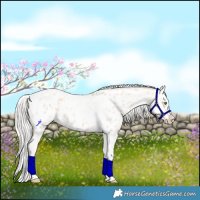 Horse Color:Silver Sable Champagne Dun Splash Tobiano Appaloosa 