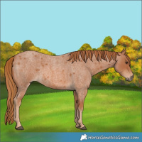 Horse Color:Red Roan 