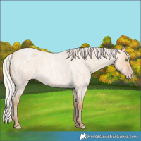 Horse Color:Silver Amber Champagne Roan Dun 