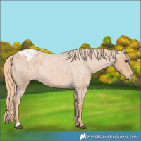 Horse Color:Red Roan Appaloosa Rabicano 