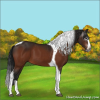 Horse Color:Gray Bay Splash Tobiano 