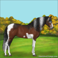 Horse Color:Gray Bay Splash Tobiano Frame 