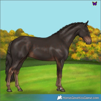 Horse Color:Liver Chestnut 