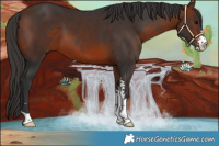 Horse Color:Bay Sabino 
