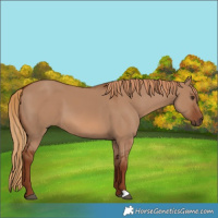 Horse Color:Red Dun 