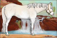 Horse Color:White Spotted Cremello 