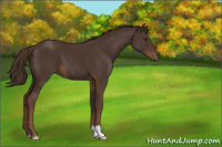Horse Color:Liver Chestnut 