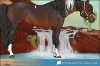 Horse Color:Brown Tobiano Rabicano 