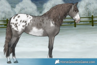 Horse Color:Grullo Frame Appaloosa 