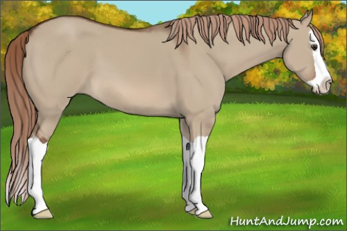 Horse Color:Liver Red Dun Splash 