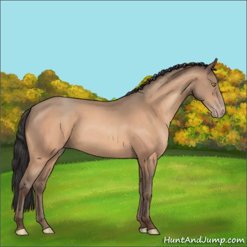 Horse Color:Amber Champagne 