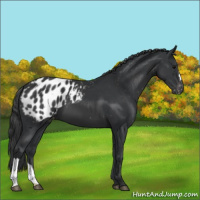 Horse Color:Black Appaloosa 