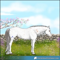 Horse Color:Bay Sabino 
