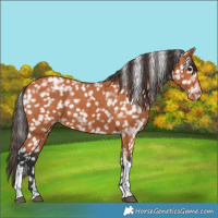 Horse Color:Bay Tobiano Appaloosa 