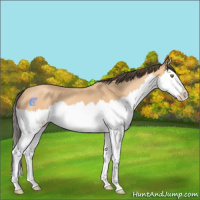 Horse Color:Amber Champagne Splash
