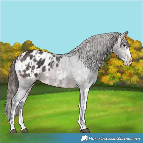 Horse Color:Bay Sabino Splash Appaloosa  and Bay Sabino Splash Appaloosa 
