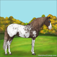 Horse Color:Liver Chestnut Sabino Splash Appaloosa and Liver Chestnut Sabino Splash Appaloosa