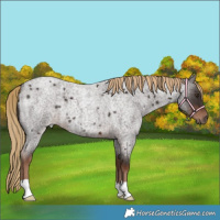 Horse Color:Liver Red Roan 
