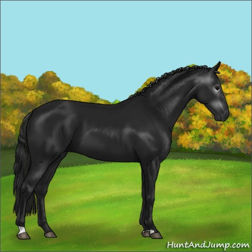 Horse Color:Gray Black 