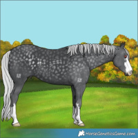 Horse Color:Silver Black Chinchilla 