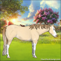 Horse Color:Amber Cream Champagne Dun Splash Appaloosa 