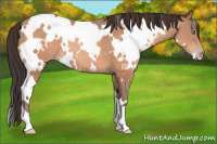 Horse Color:White Spotted Sable Champagne 
