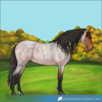 Horse Color:Bay Roan 
