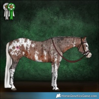 Horse Color:Brown Sabino Splash Appaloosa  and Silver Brown Sabino Splash Appaloosa 
