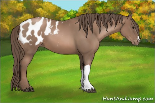 Horse Color:Black Pearl Appaloosa 