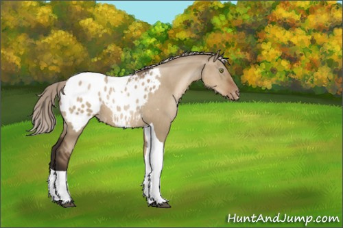 Horse Color:Gray Silver Grullo Pearl Tobiano Appaloosa Rabicano 