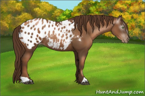 Horse Color:Gray Liver Chestnut Pearl Appaloosa Rabicano 