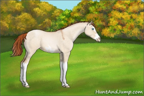 Horse Color:Buckskin Pearl Dun Splash Frame Rabicano 