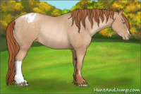 Horse Color:Buckskin Pearl Varnish Rabicano 