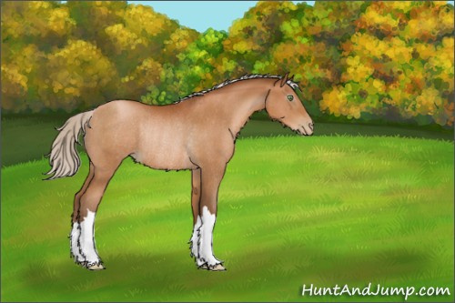 Horse Color:Gray Silver Bay Pearl Rabicano 