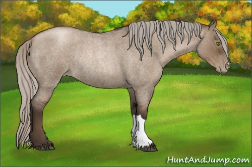 Horse Color:Gray Silver Grullo Roan Pearl Rabicano 
