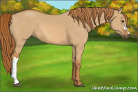 Horse Color:Red Dun 