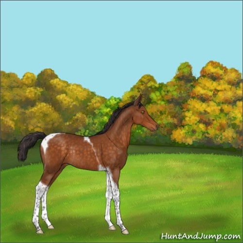 Horse Color:Buckskin Tobiano Rabicano 
