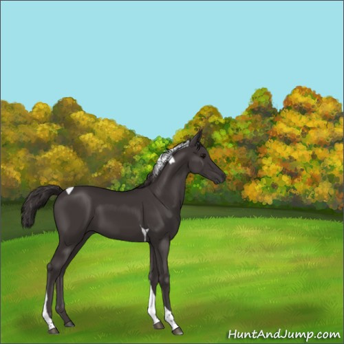 Horse Color:Smoky Black Tobiano 