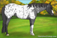 Horse Color:Blue Roan Appaloosa 
